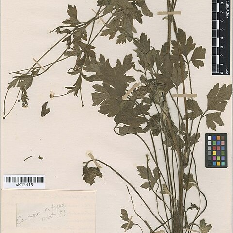 Ranunculus urvilleanus unspecified picture