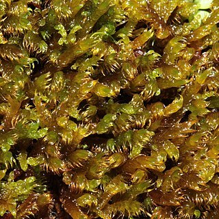 Palustriella falcata unspecified picture
