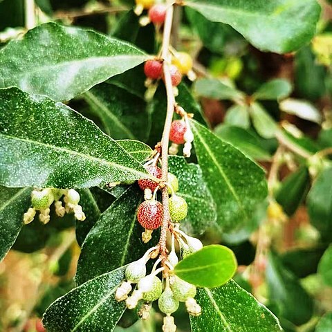Elaeagnus oldhamii unspecified picture