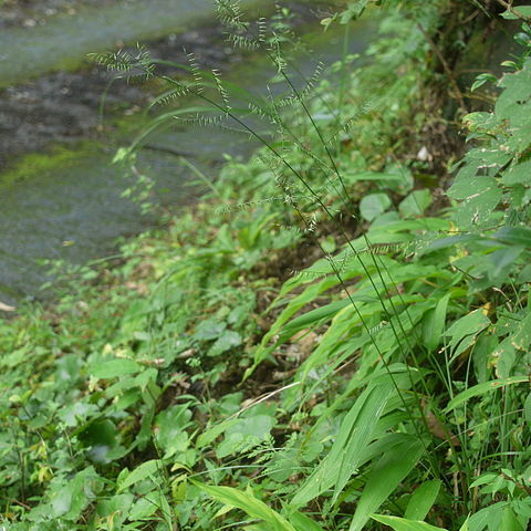 Lophatherum gracile unspecified picture