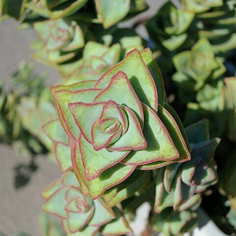 Crassula perforata unspecified picture