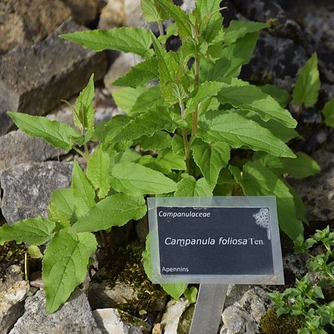Campanula foliosa unspecified picture