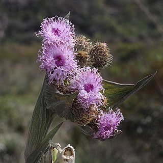 Proteopsis unspecified picture