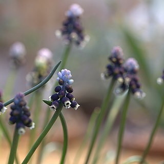 Muscari sivrihisardaghlarensis unspecified picture