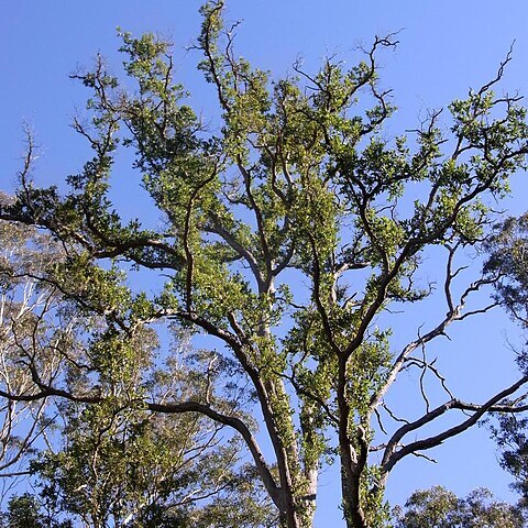 Angophora subvelutina unspecified picture
