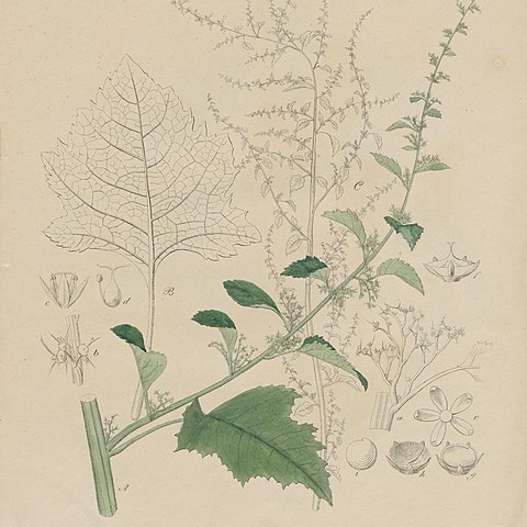 Acroglochin unspecified picture