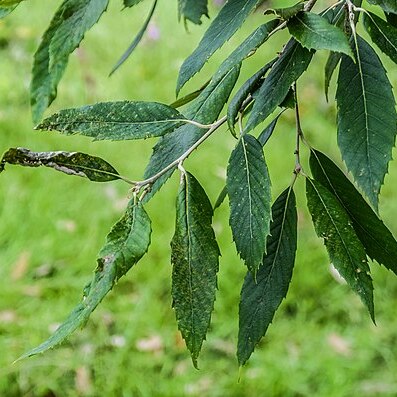 Quercus oblongata unspecified picture