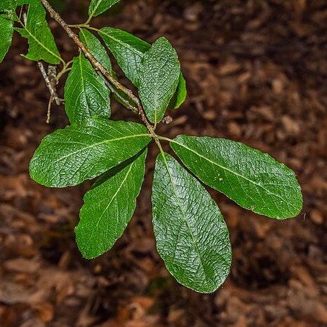 Quercus sideroxyla unspecified picture
