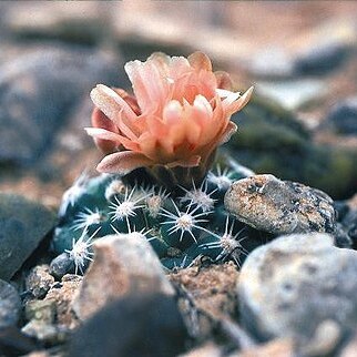 Pediocactus despainii unspecified picture