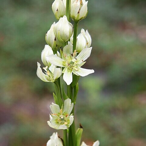 Swertia speciosa unspecified picture