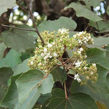 Kydia calycina unspecified picture