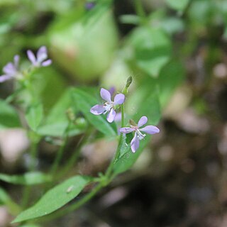 Clarkia heterandra unspecified picture