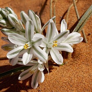 Albuca amoena unspecified picture