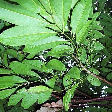 Cupaniopsis baileyana unspecified picture