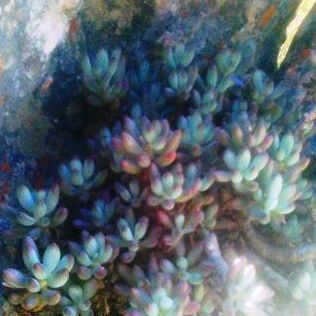 Curio crassulifolius unspecified picture