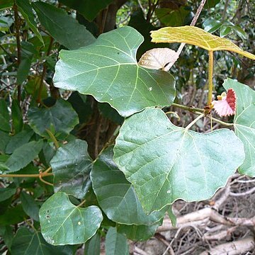 Rhoicissus tomentosus unspecified picture