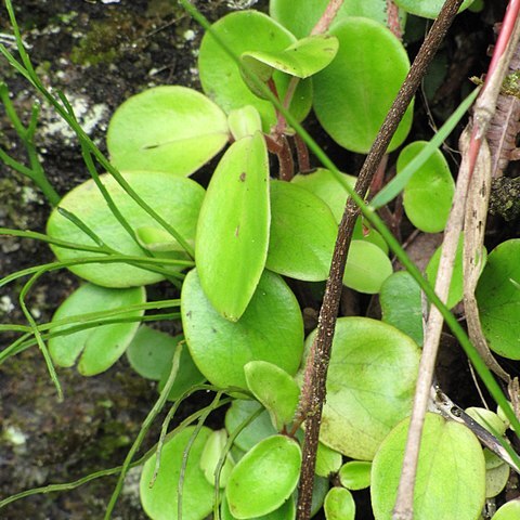Peperomia latifolia unspecified picture