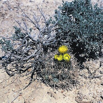 Pediocactus sileri unspecified picture