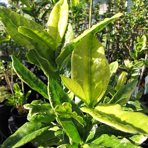 Melicope obovata unspecified picture