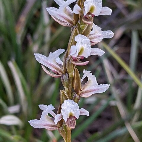 Prasophyllum suttonii unspecified picture