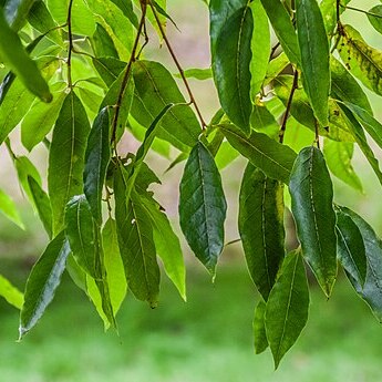 Quercus laurina unspecified picture