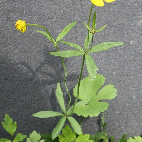 Ranunculus fallax unspecified picture