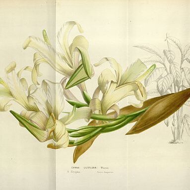 Canna liliiflora unspecified picture