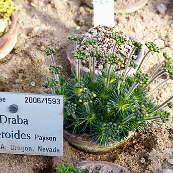 Draba sphaeroides unspecified picture