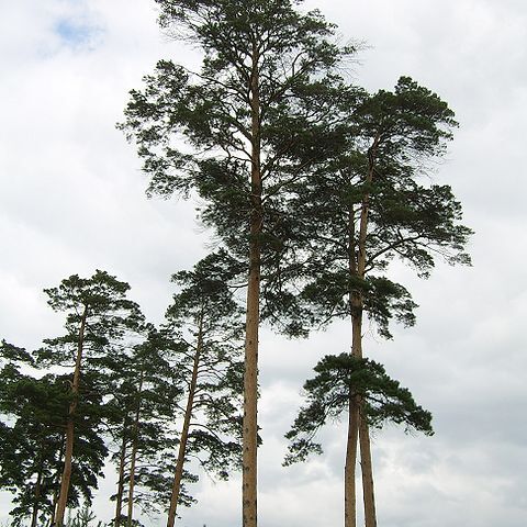 Pinus densiflora unspecified picture