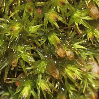 Orthotrichum patens unspecified picture