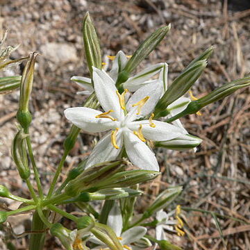Lapiedra unspecified picture