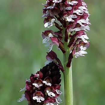 Neotinea unspecified picture