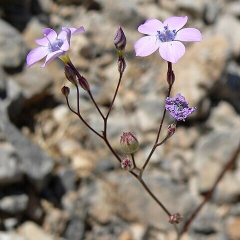 Gilia cana unspecified picture