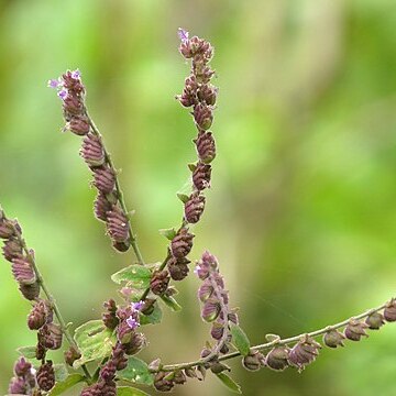 Pogostemon purpurascens unspecified picture