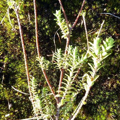 Pimelea orthia unspecified picture