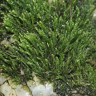 Hygroamblystegium unspecified picture