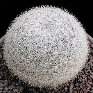 Mammillaria candida unspecified picture