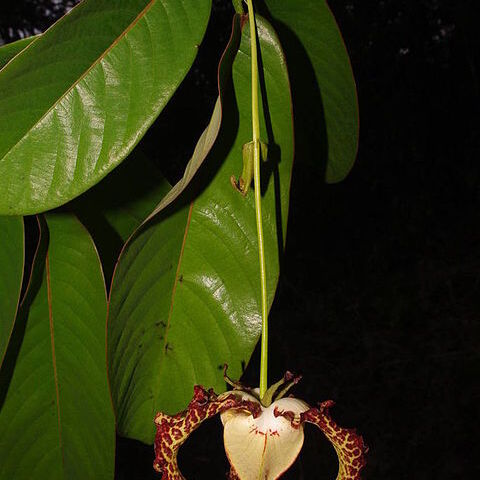 Monodora unspecified picture