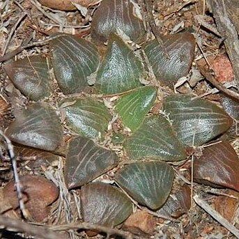 Haworthia bayeri unspecified picture