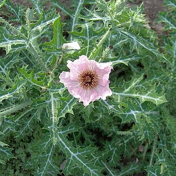 Argemone sanguinea unspecified picture