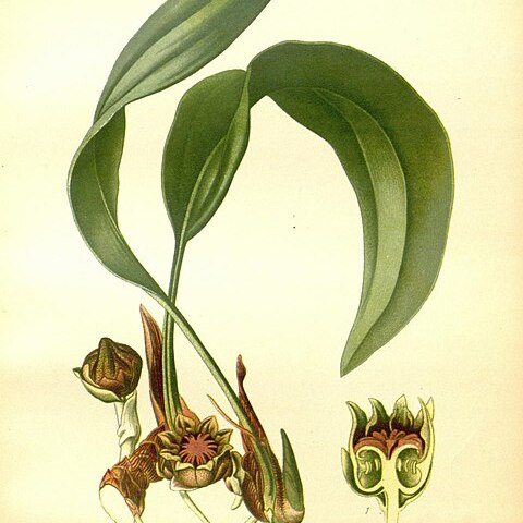 Aspidistra lurida unspecified picture