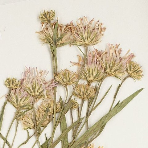 Symphyotrichum anticostense unspecified picture