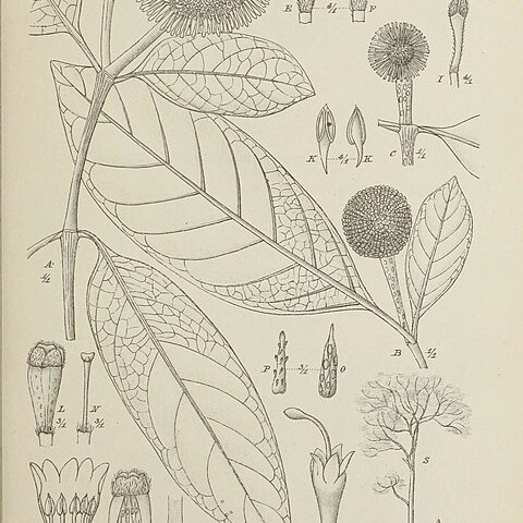 Neonauclea calycina unspecified picture