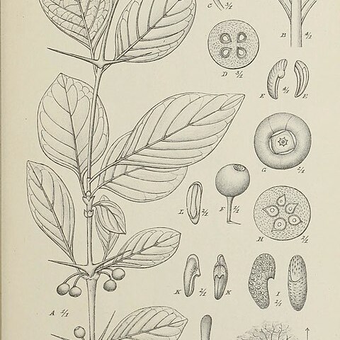 Meyna spinosa unspecified picture
