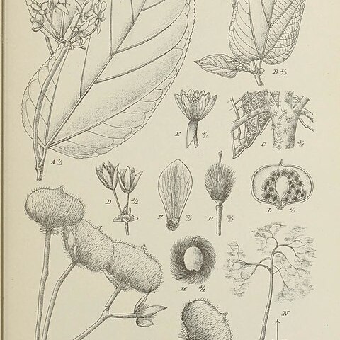 Trichospermum unspecified picture