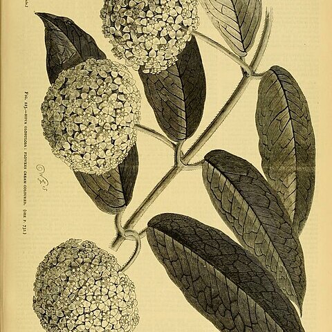 Hoya globulosa unspecified picture