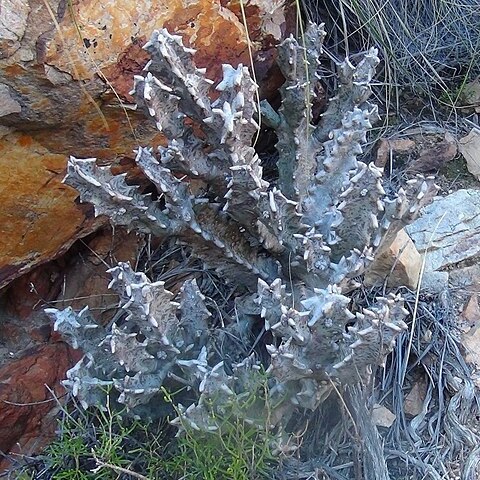Quaqua pillansii unspecified picture