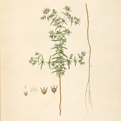 Oldenlandia umbellata unspecified picture