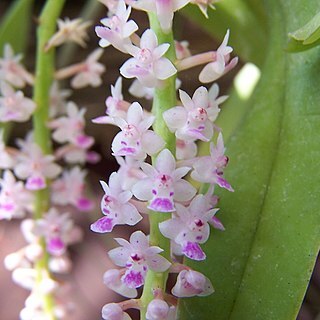 Smitinandia unspecified picture