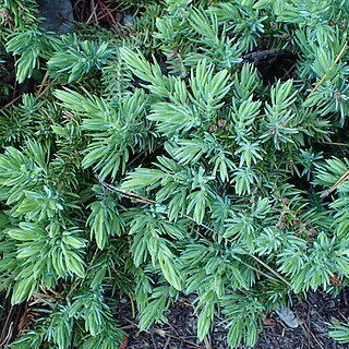 Juniperus taxifolia unspecified picture
